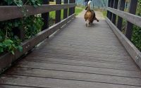 Bison pedestrian bridge beside Kirby Muxloe village hall