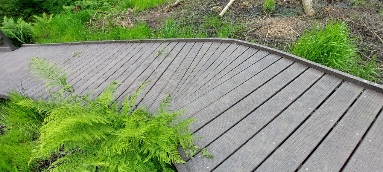 a section of boardwalk with green bracken fronds. the boardwalk is made from recycled plastic to prevent it from rotting