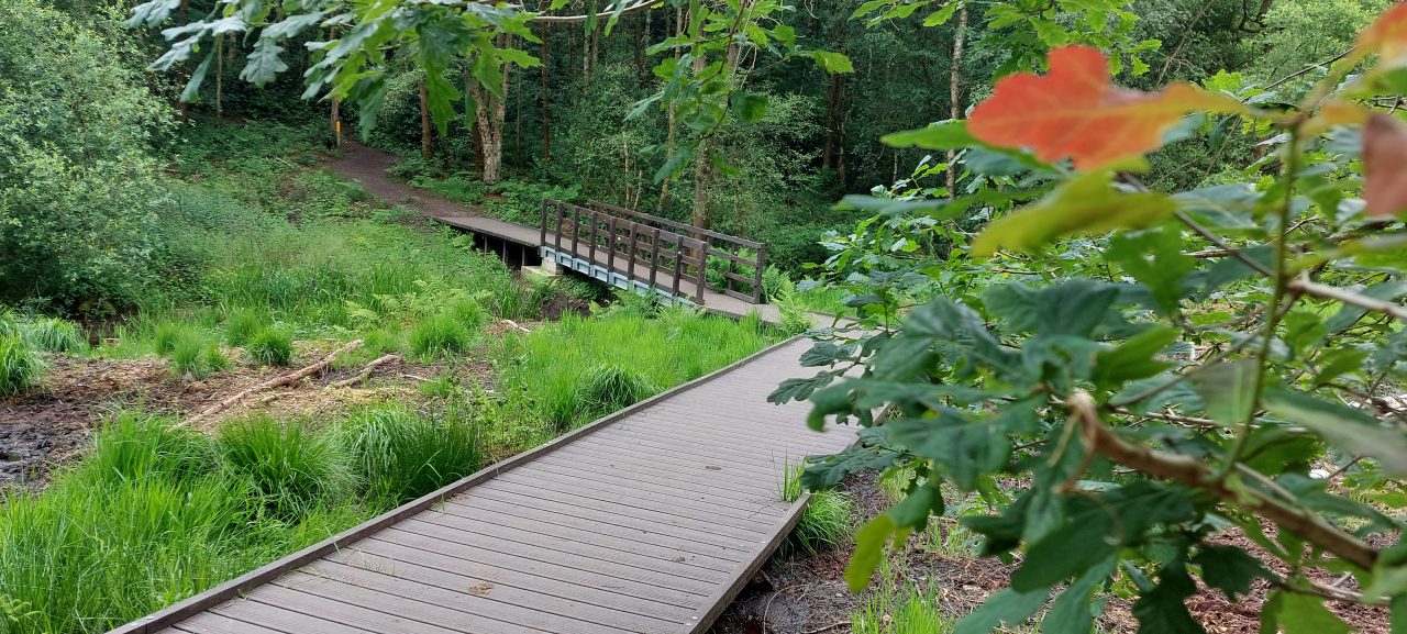 brown recycled plastic boardwalk with vegetation around it